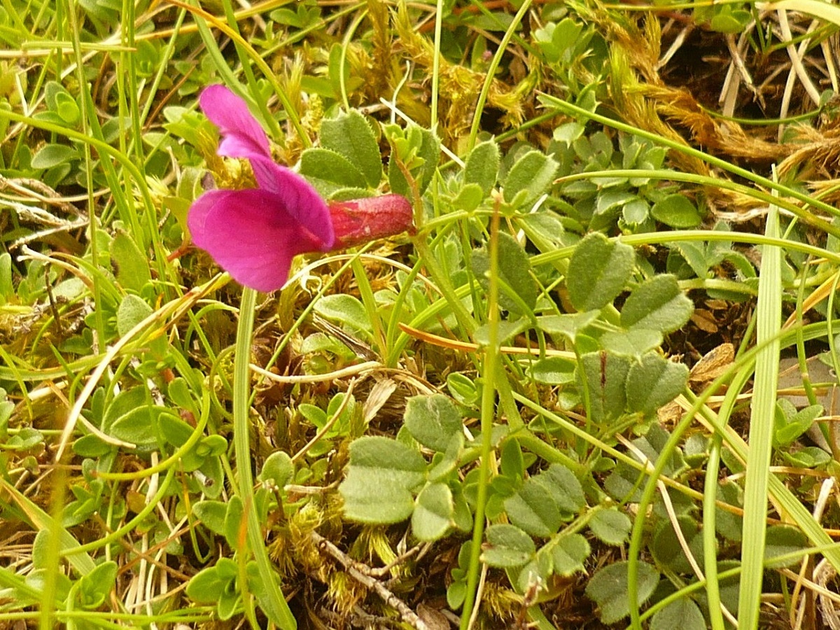 Vicia pyrenaica (Fabaceae)